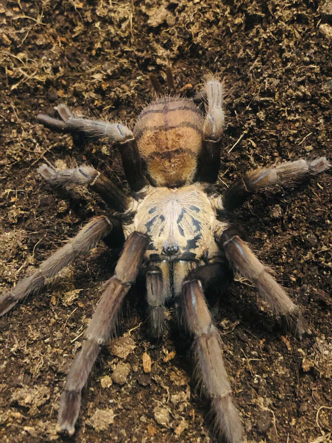 Chilobrachys fimbriatus (4,5cm KL)