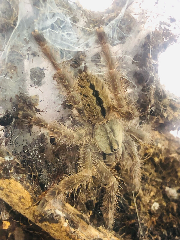 Poecilotheria vittata (4cm KL) [ab dem 13.09.2025]