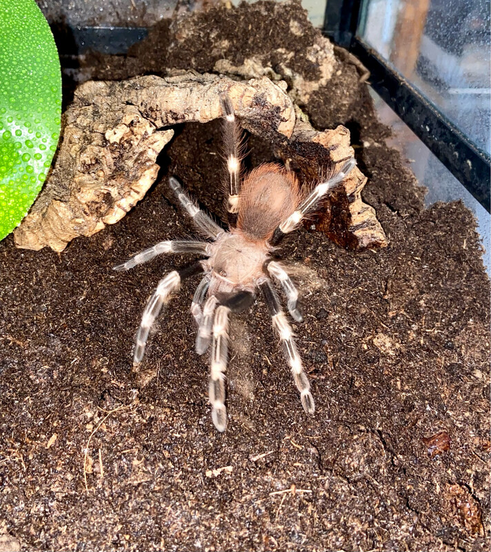 Vitalius chromatus (5cm KL)