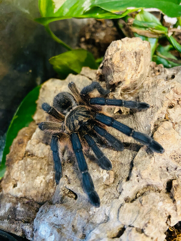 Harpactira pulchripes (4,5cm KL)