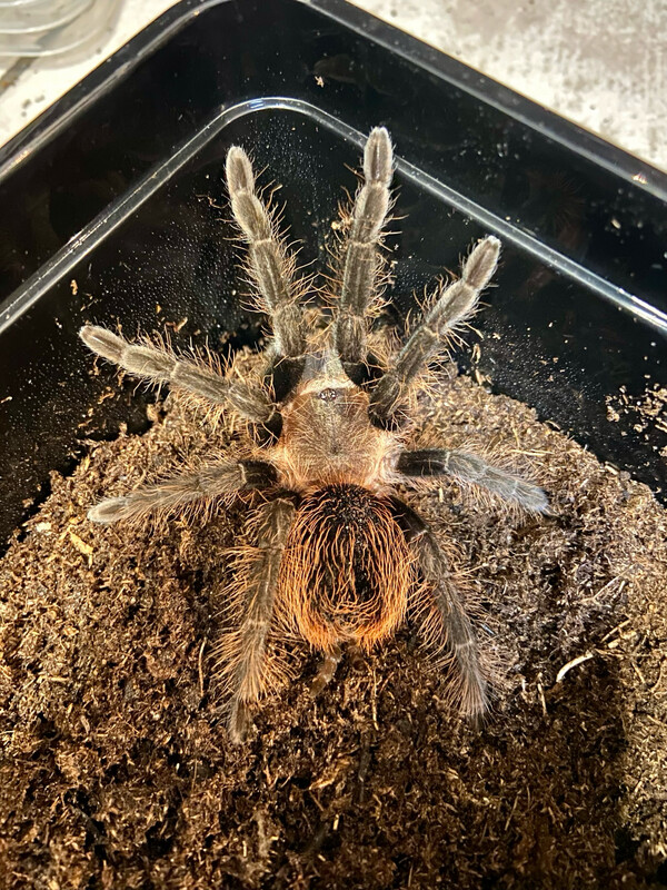 Tliltocatl sabulosum (3,5cm KL)