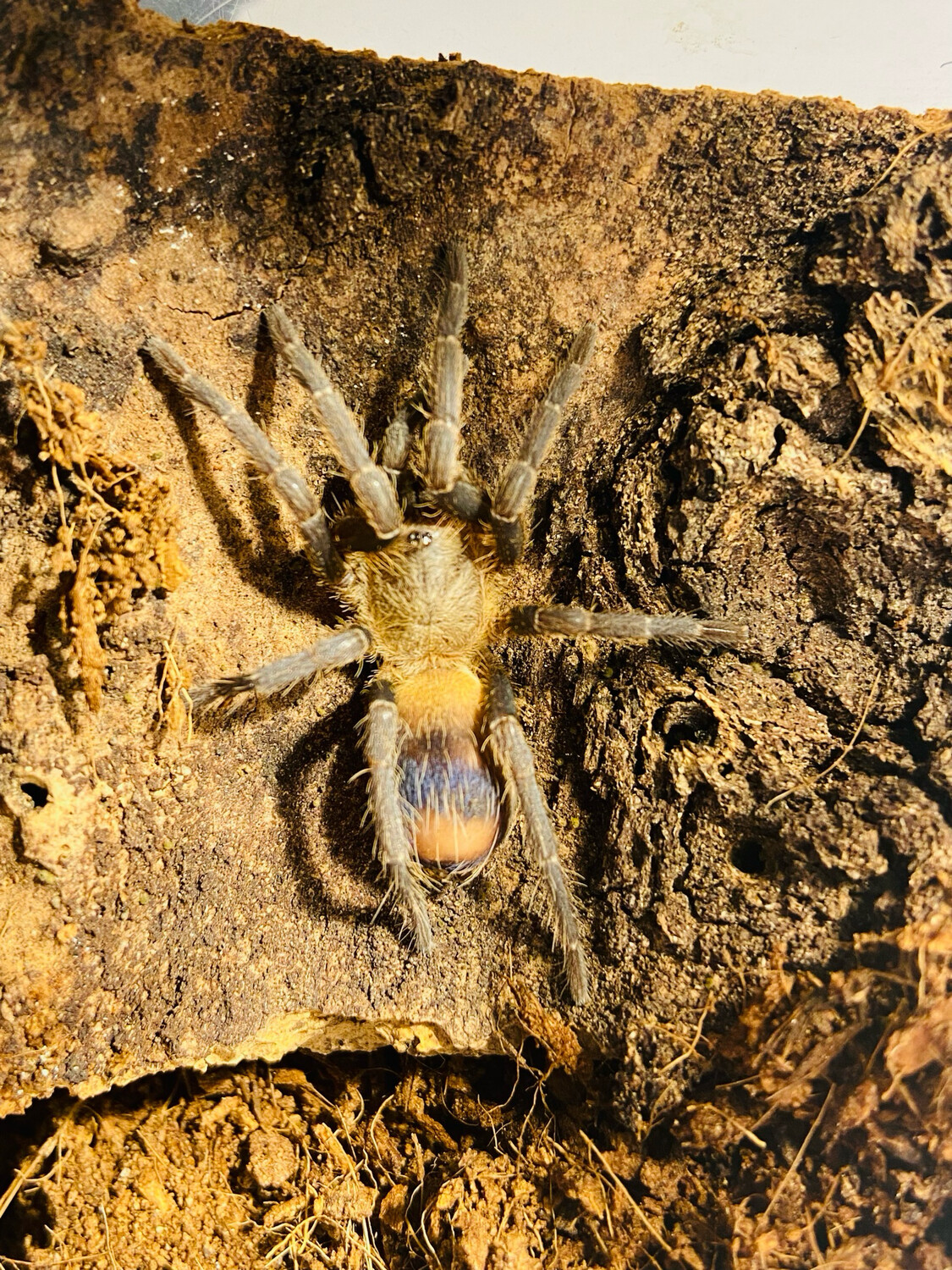 Pseudhapalopus sp. yellow blue (1cm KL)
