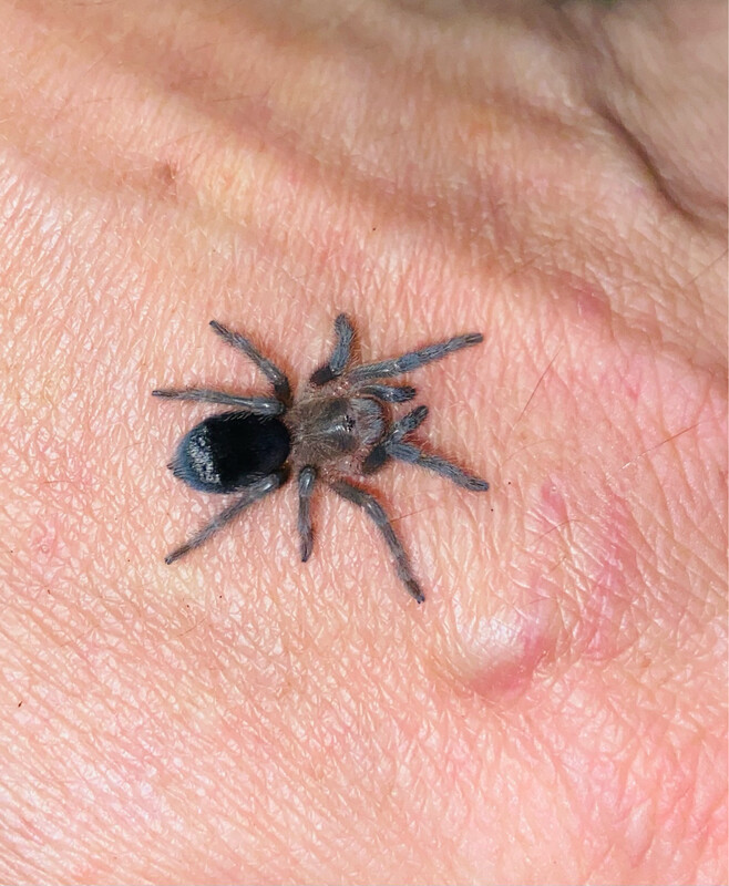 Grammostola pulchra (1,5cm KL)