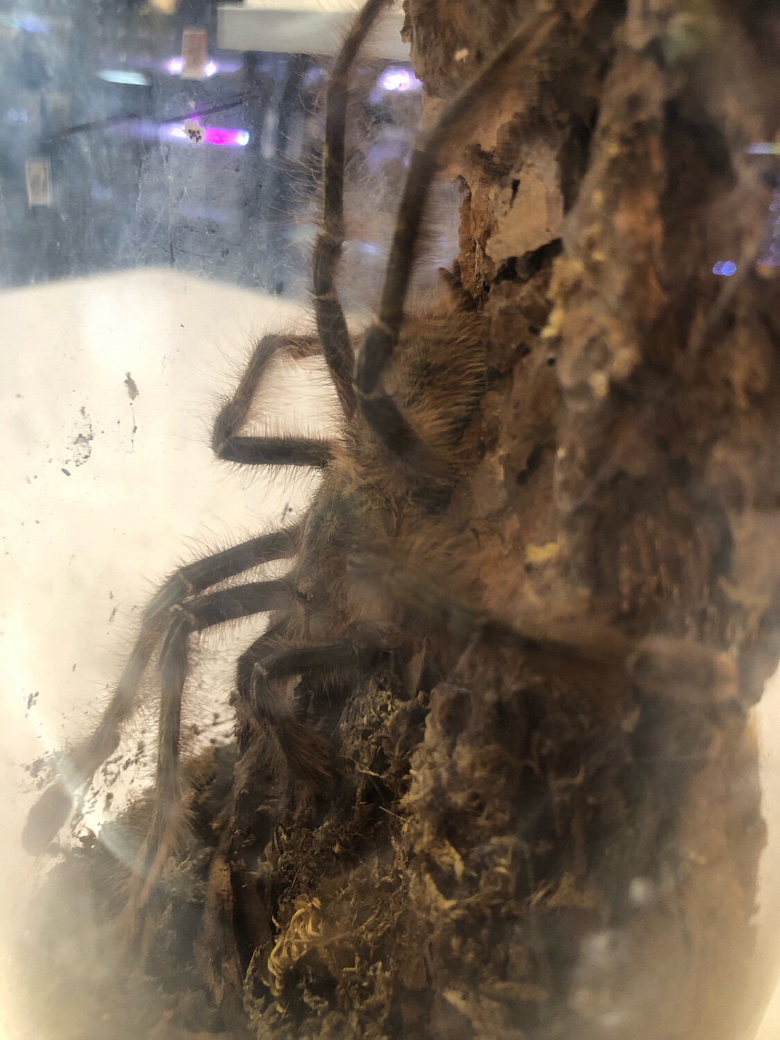 Poecilotheria rufilata (3cm KL)