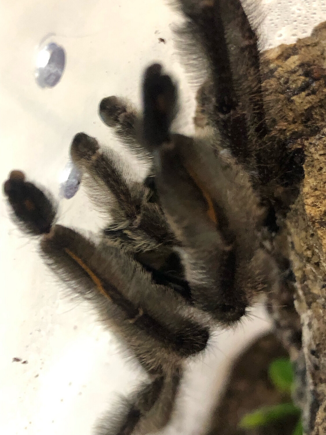 Psalmopoeus irminia (adult RH 12/23)