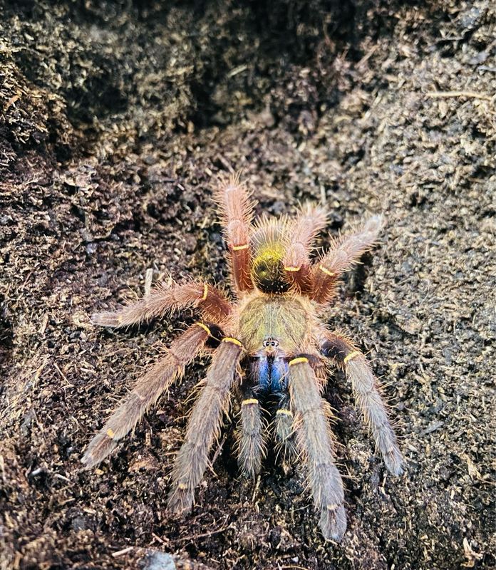 Ephebopus cyanognathus (3cm KL) [ab dem 13.09.2025]