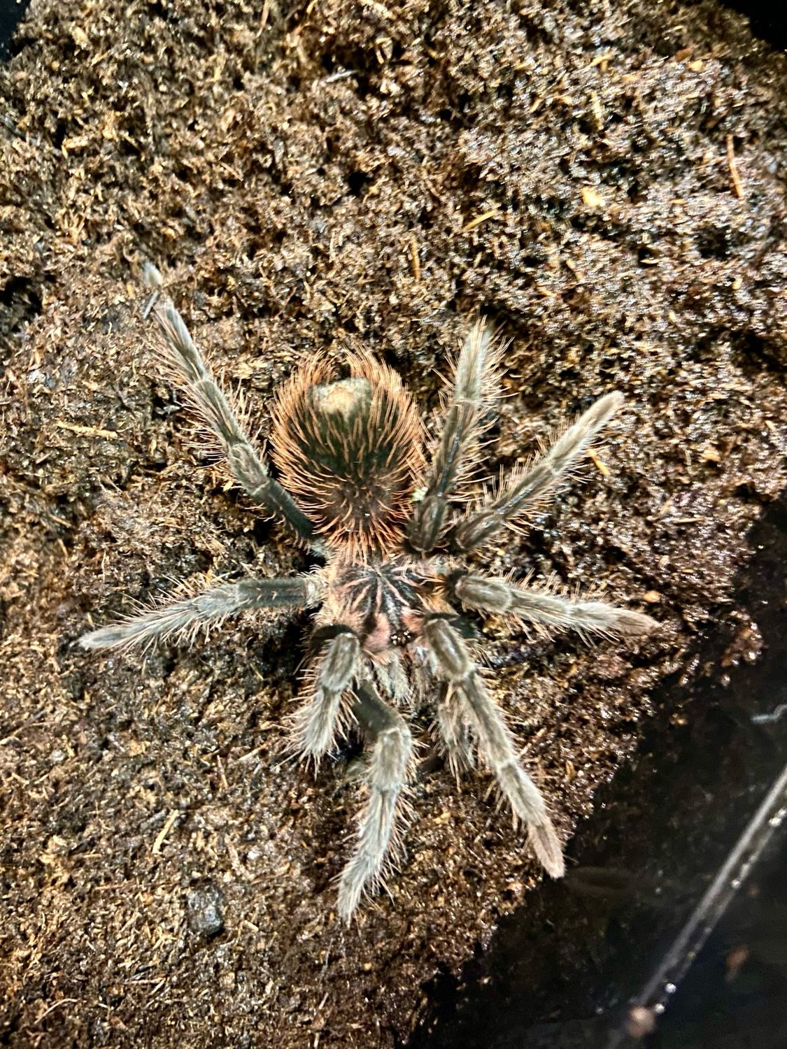 Xenesthis intermedia (3cm KL)