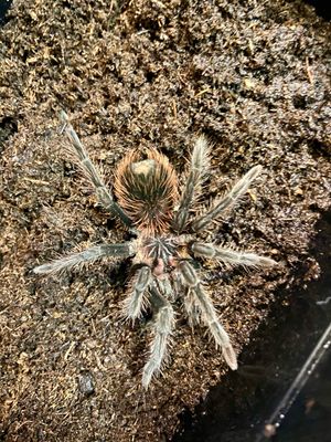Xenesthis intermedia (3cm KL)