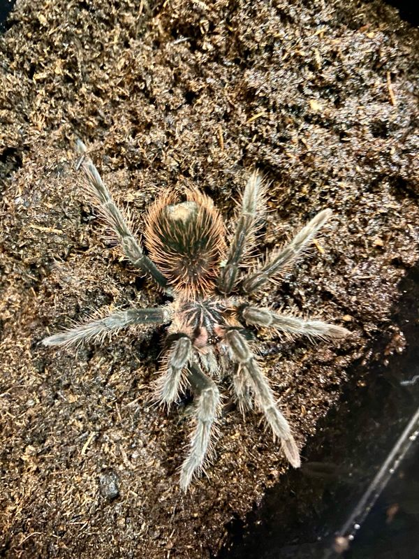 Xenesthis intermedia (3cm KL)