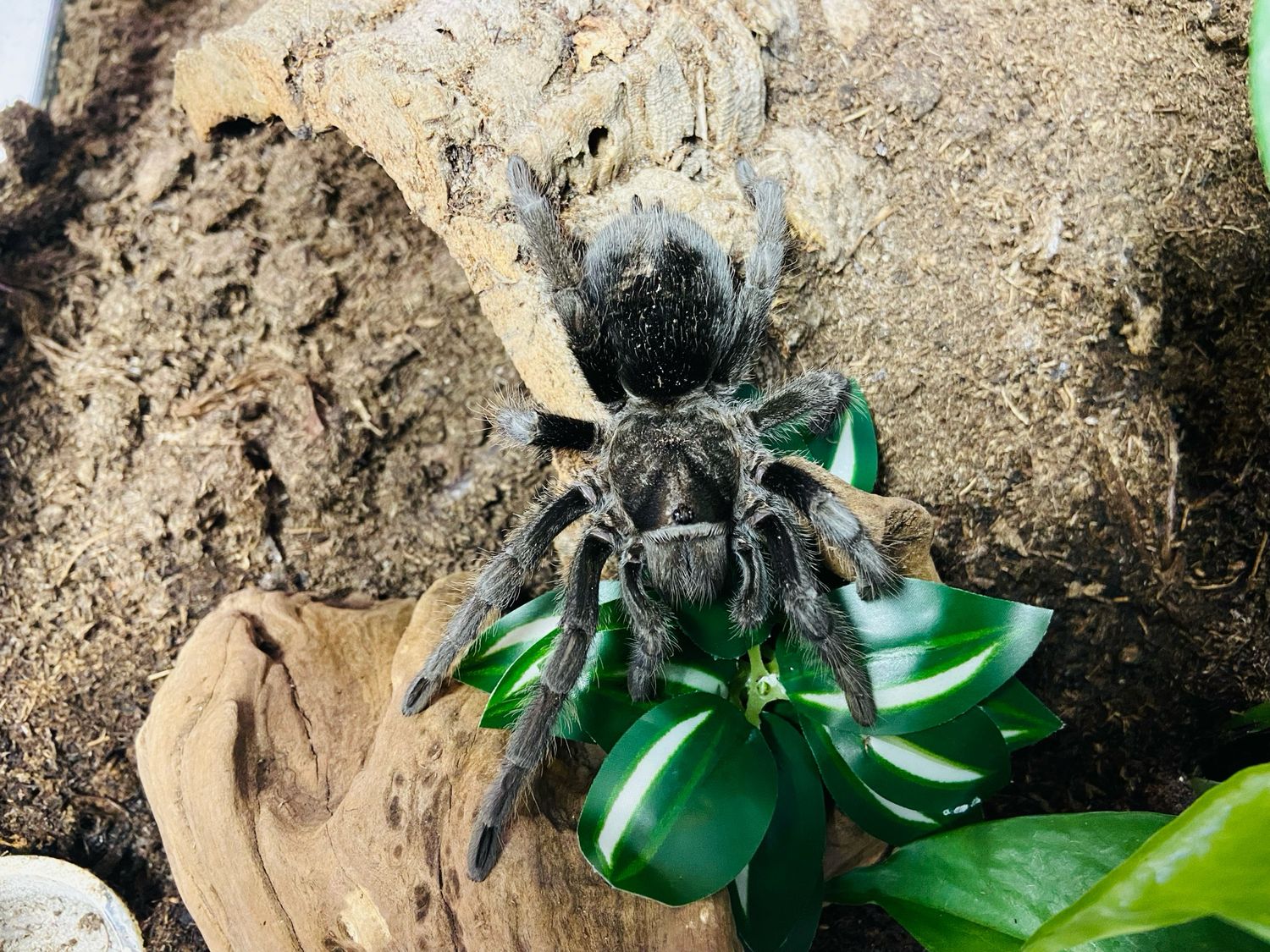 Grammostola pulchra (2,5cm KL)