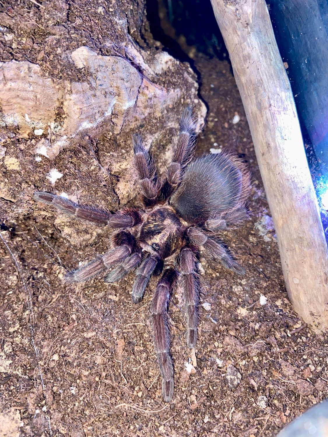 Phormictopus auratus (4,5cm KL)