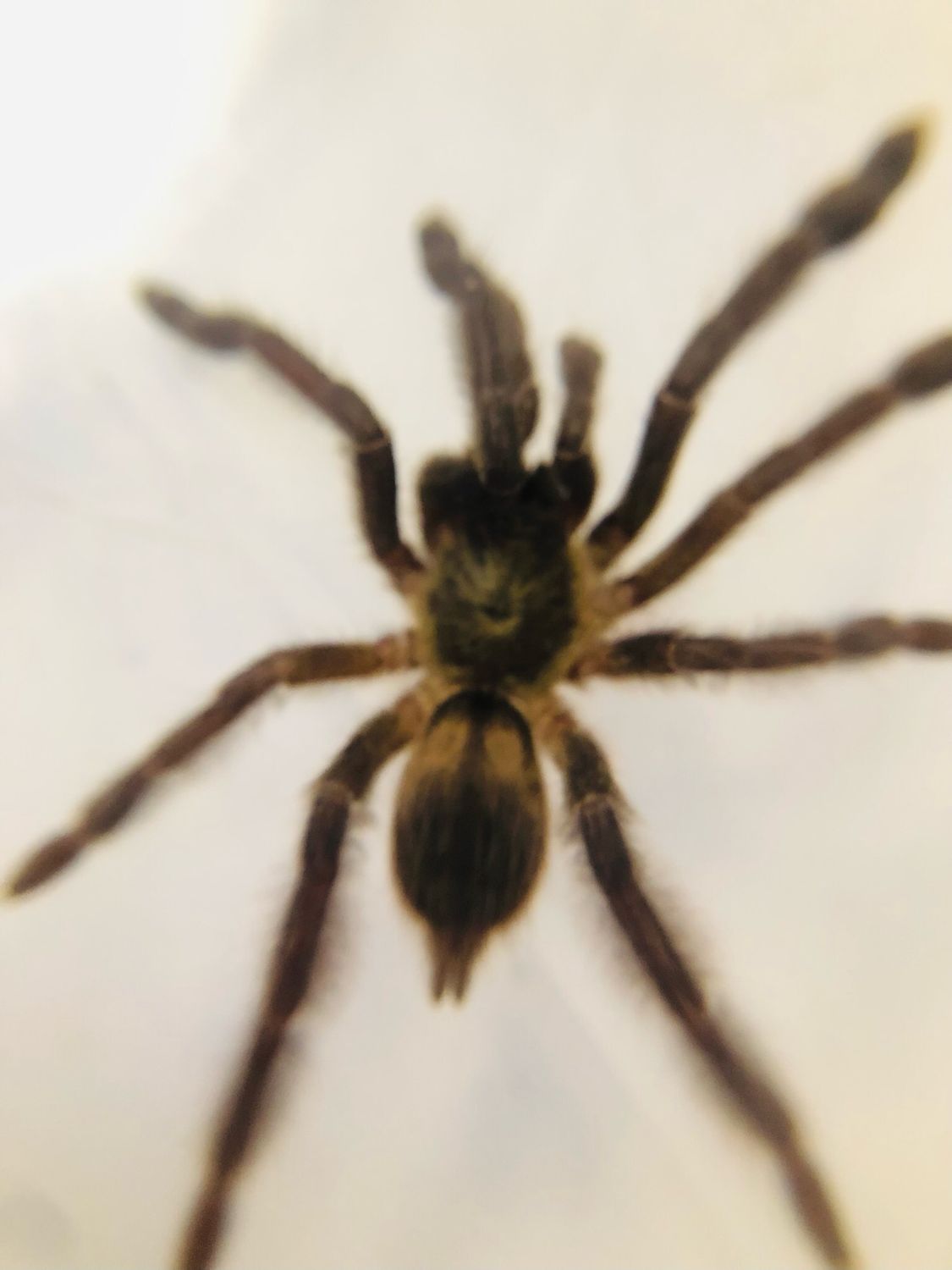 Tapinauchenius violaceus (RH 10/24)