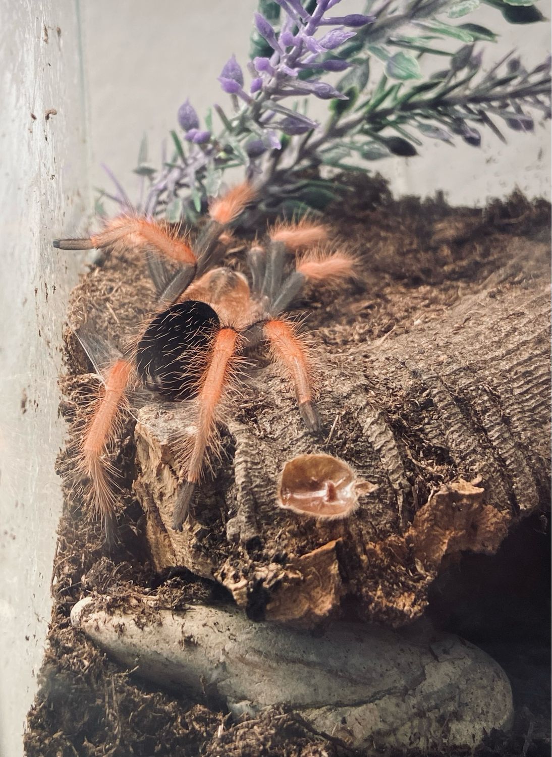 Brachypelma boehmei (3cm KL)