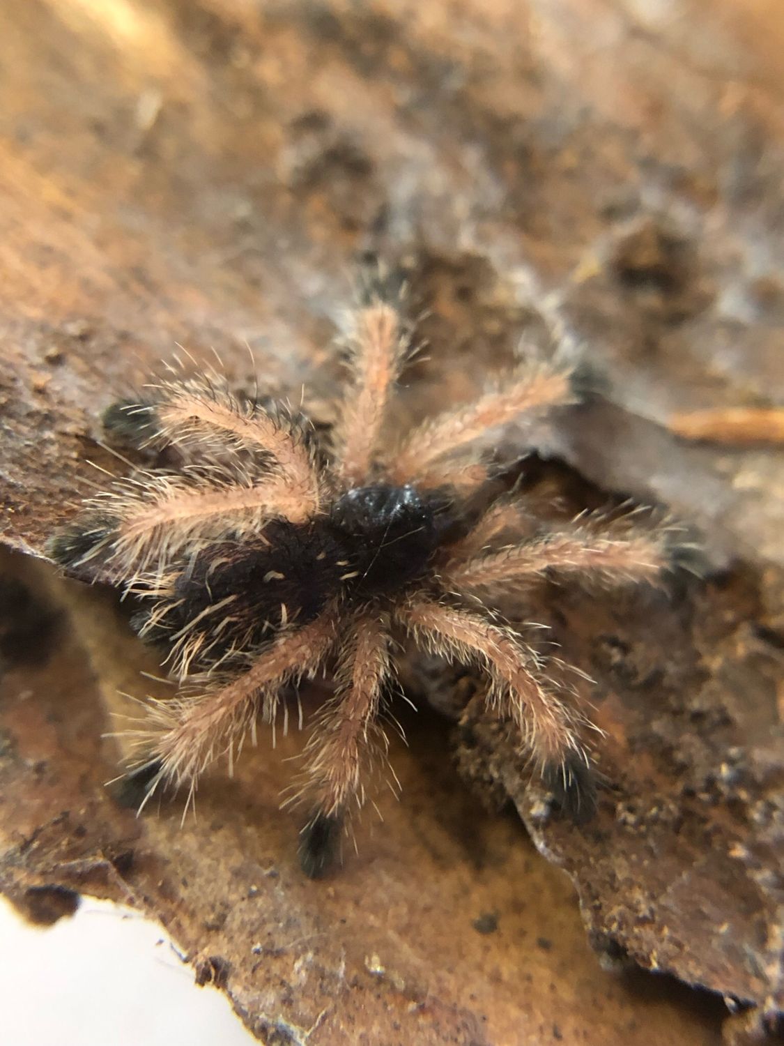 Avicularia avicularia (1/2 FH)