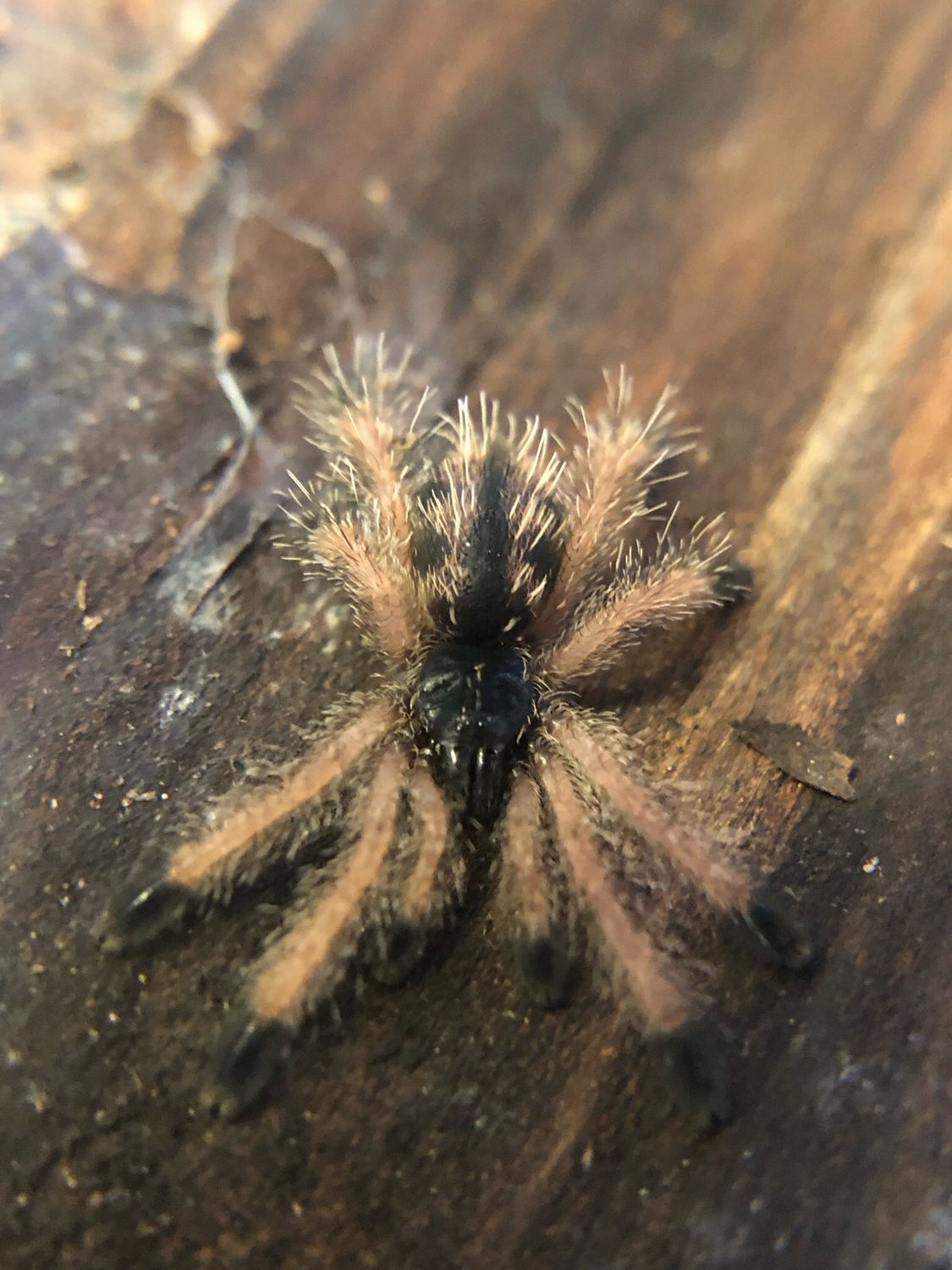 Avicularia rufa Brazil (2/3 FH)