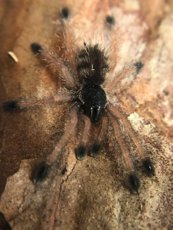 Avicularia sp. velutina (2/3 FH)