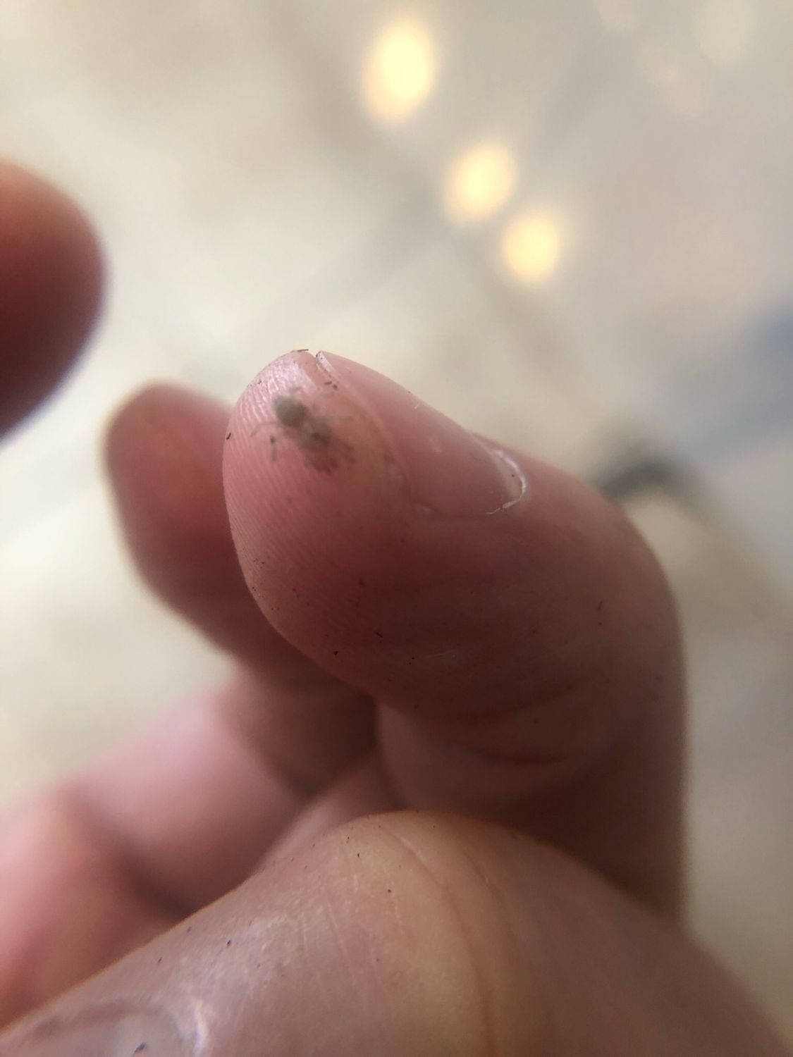 Neischnocolus panamanaus (2/3 FH)