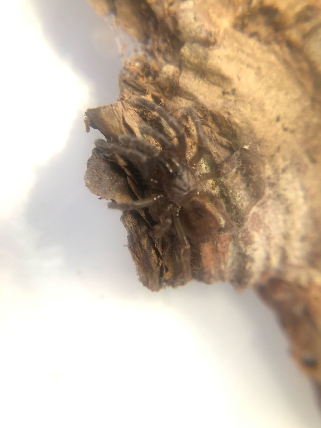 Cilantica psychedelicus (ex Haploclastus devamatha (1cm KL)