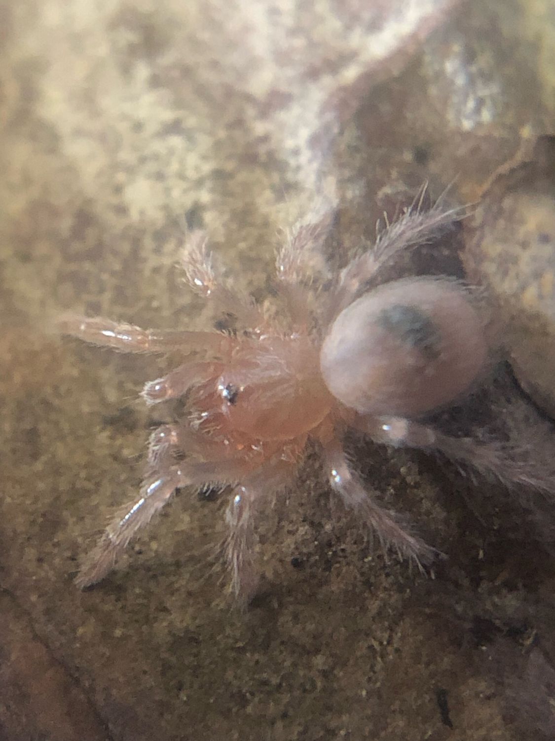Homoeomma chilensis (1cm KL)