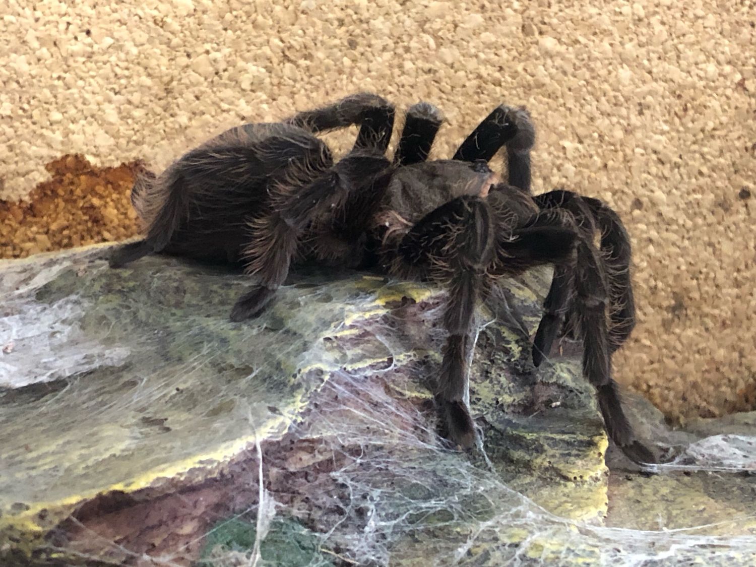 Tliltocatl albopilosum (adult 6cm KL)