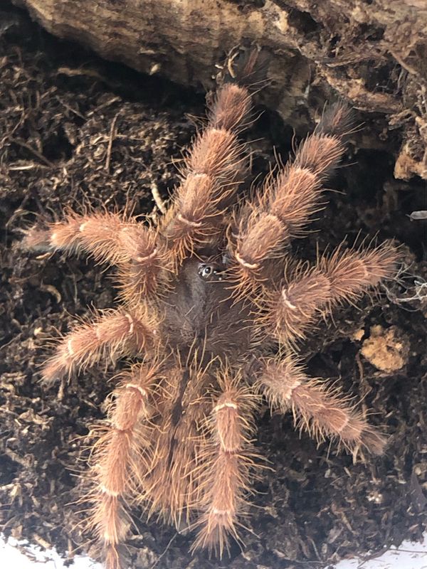 Phormingochilus sp. rufus (2cm KL)