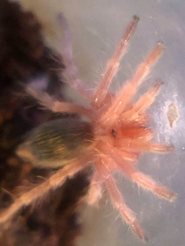 Grammostola porteri (1cm KL)