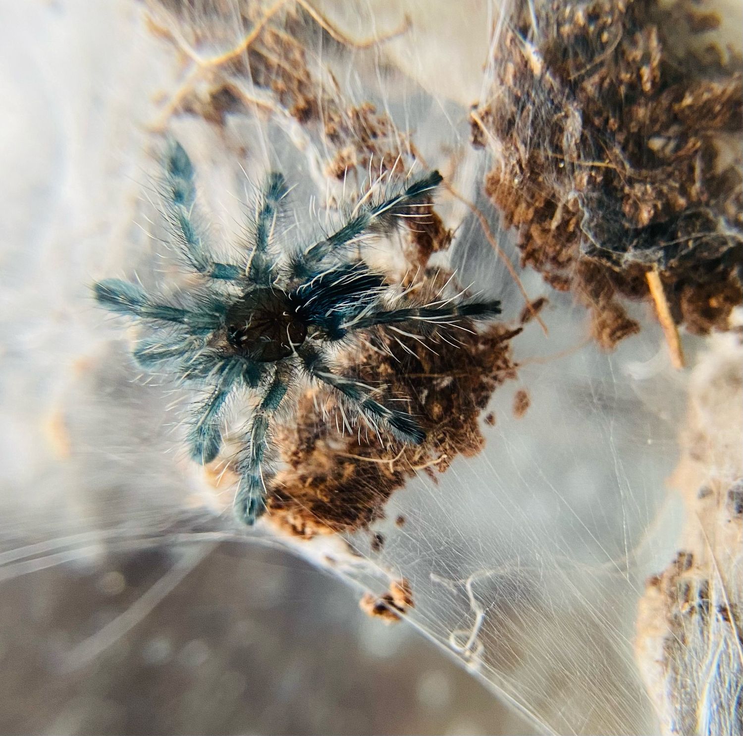 Caribena versicolor (1cm KL)