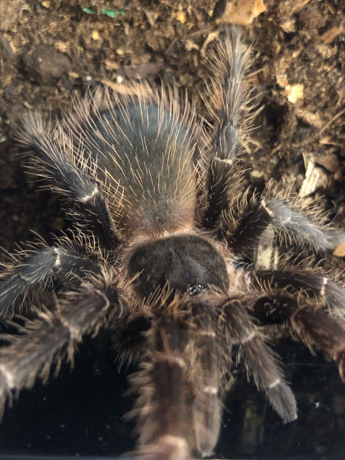 Lasiodora parahybana (5cm KL)