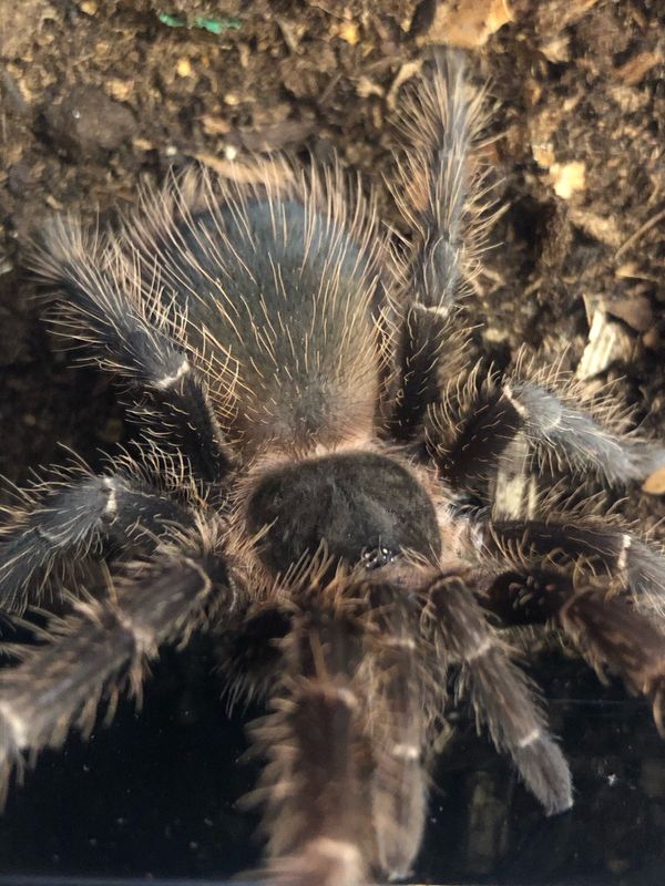 Lasiodora parahybana (6cm KL)