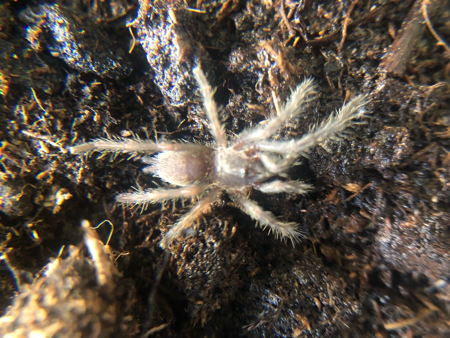 Chilobrachys sp. Kaeng Krachan (1,5cm KL)
