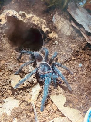 Phormictopus sp. Green Gold (4cm KL)
