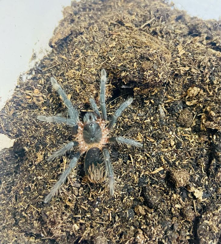 Sericopelma rubronitens (2cm KL)