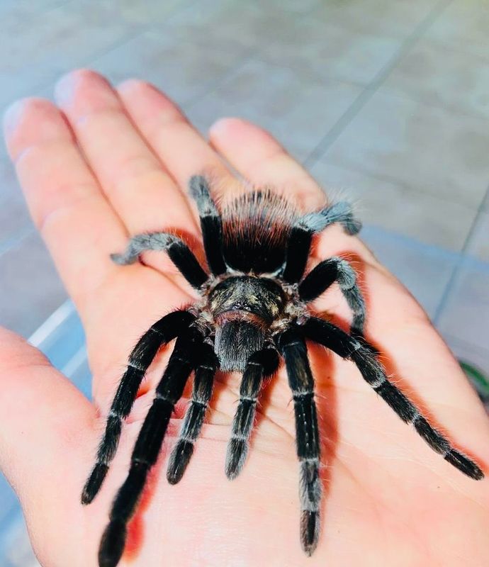 Tliltocatl vagans (5cm KL)
