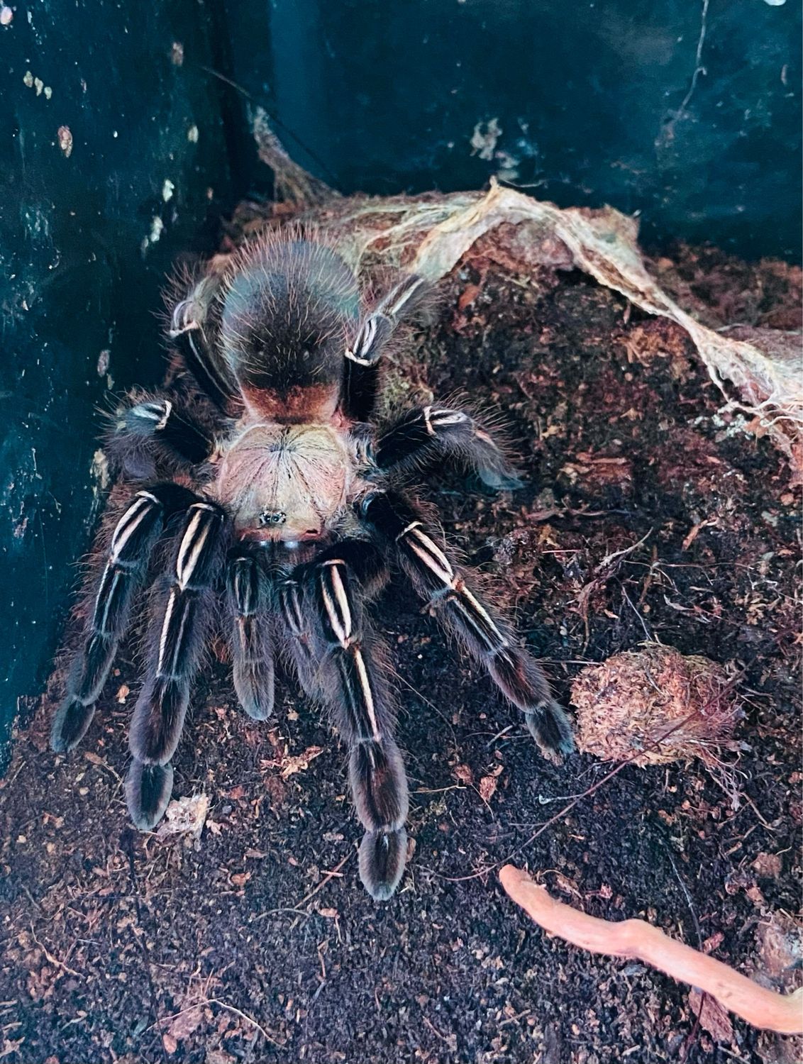 Ephebopus murinus (5,5cm KL)