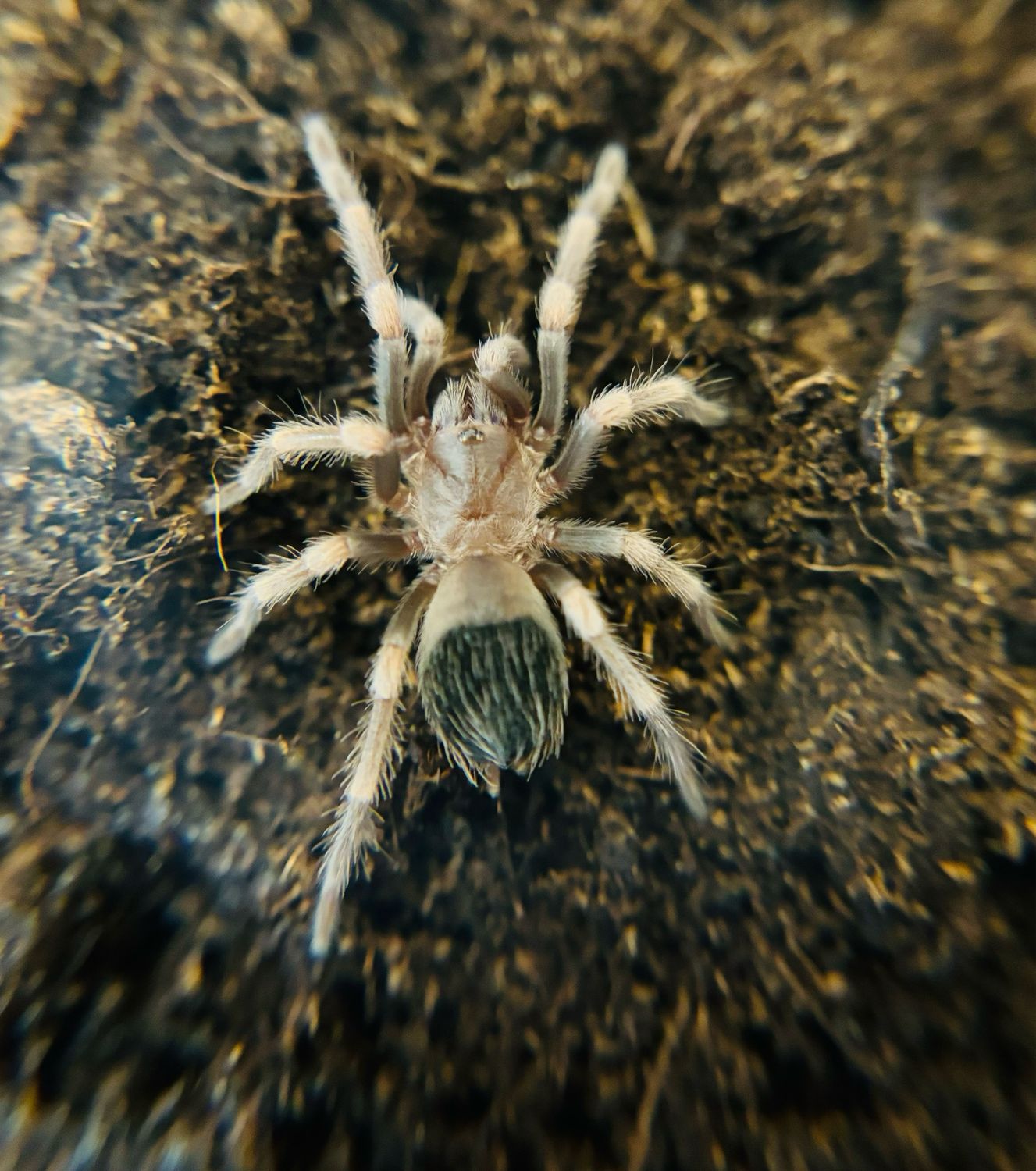 Brachypelma smithi (ex annitha) (2cm KL)