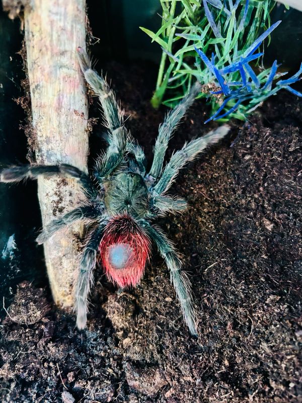 Thrixopelma ockerti (4,5cm KL) [ab dem 13.09.2025]