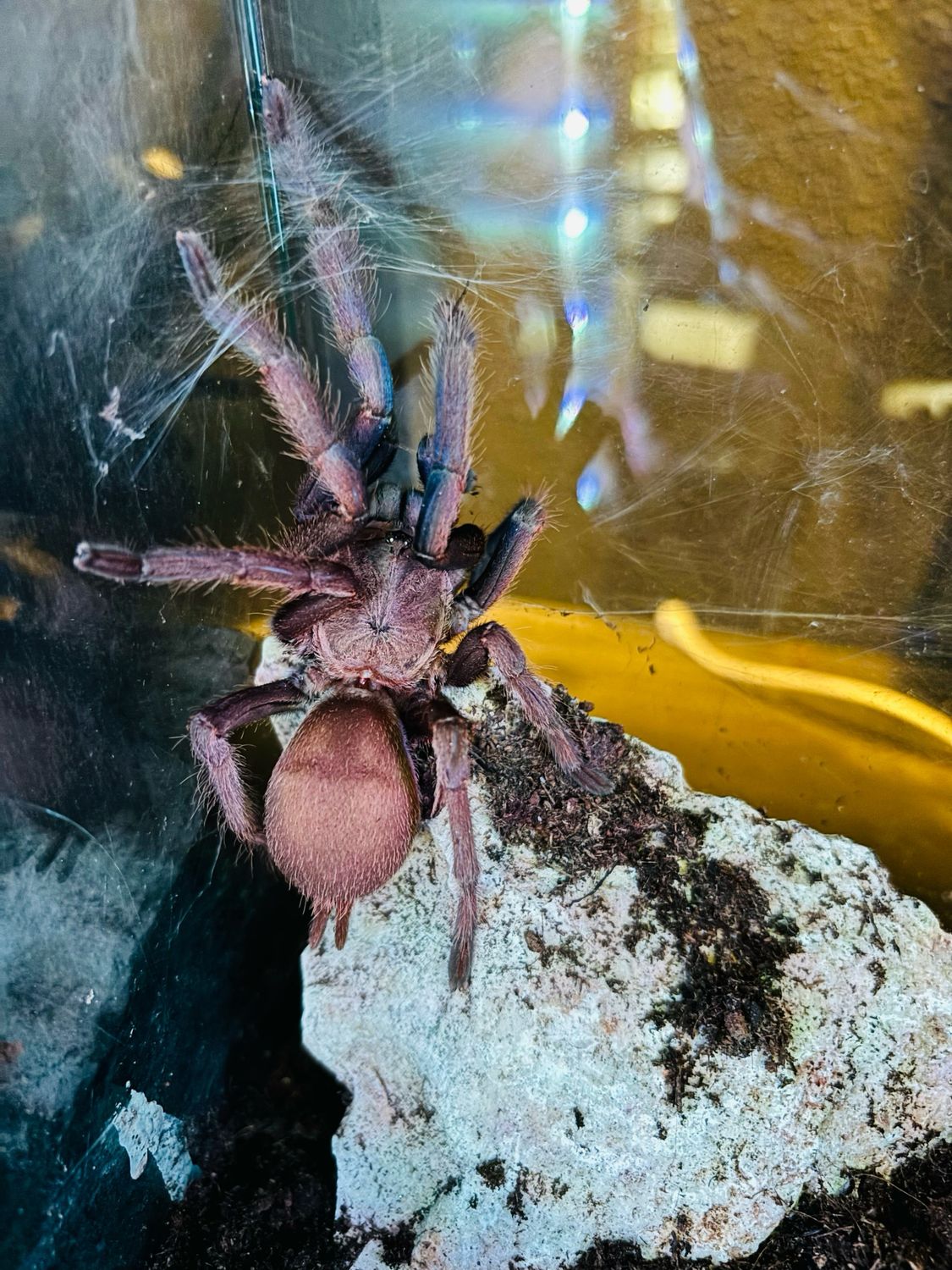 Chilobrachys sp. vietnam blue (6cm KL)