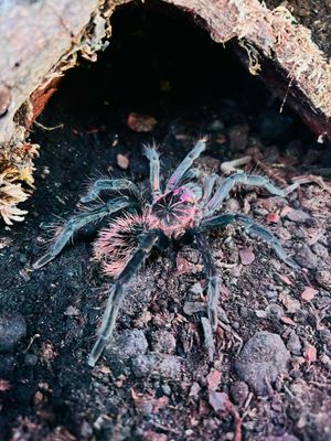 Xenesthis immanis (7cm KL)