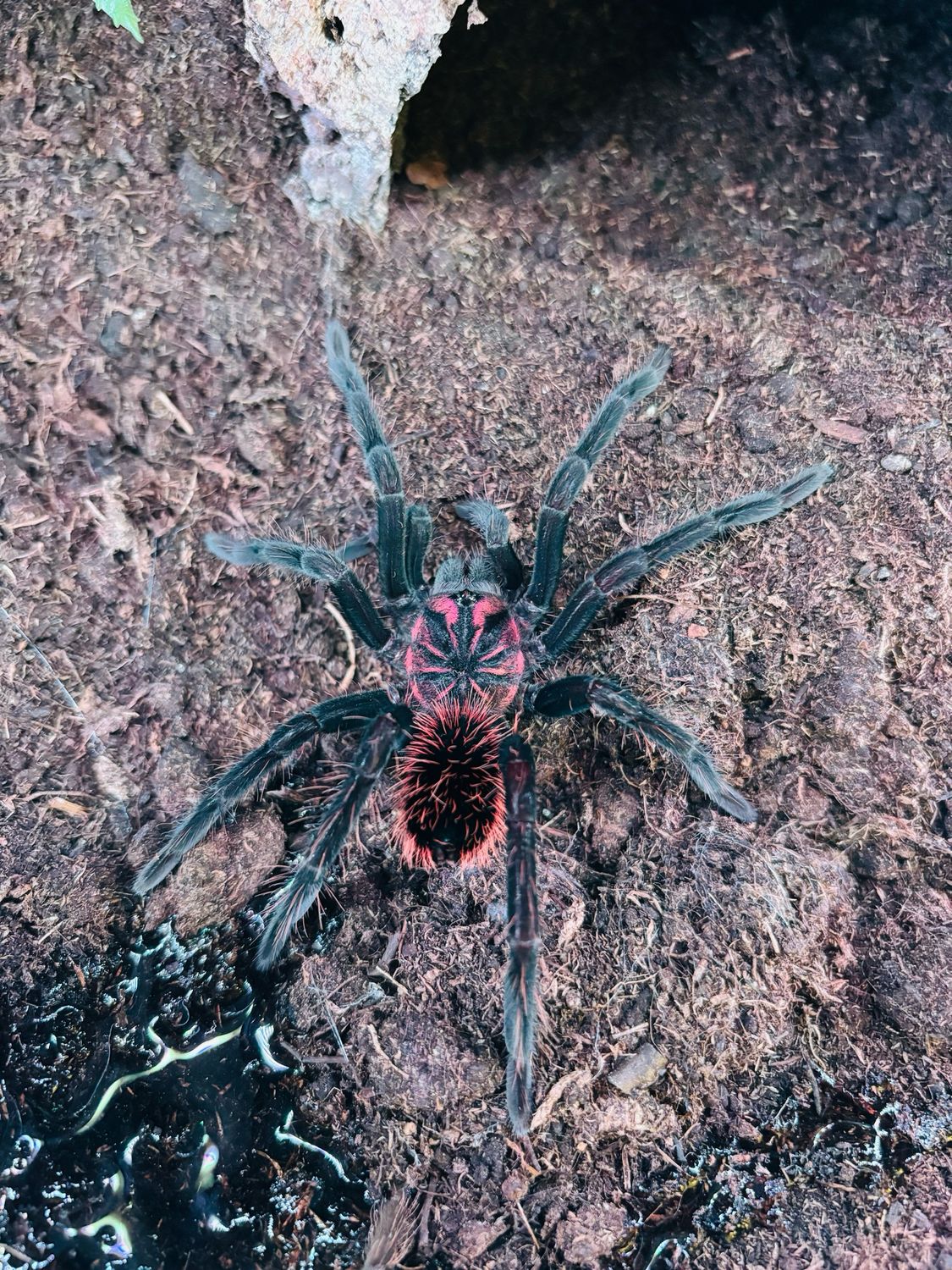 Xenesthis intermedia (4cm KL)