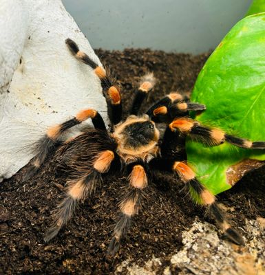männlich