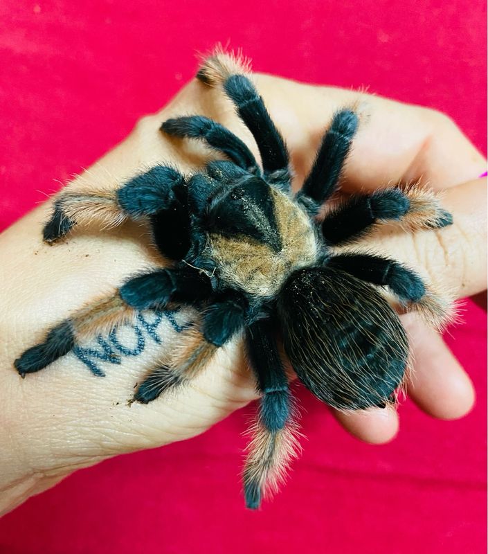 Brachypelma emilia (3,5cm KL)