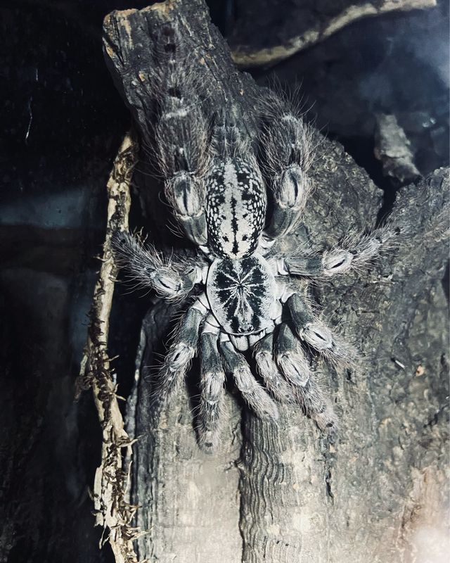 Heteroscodra maculata (5cm KL) [ab dem 13.09.2025]
