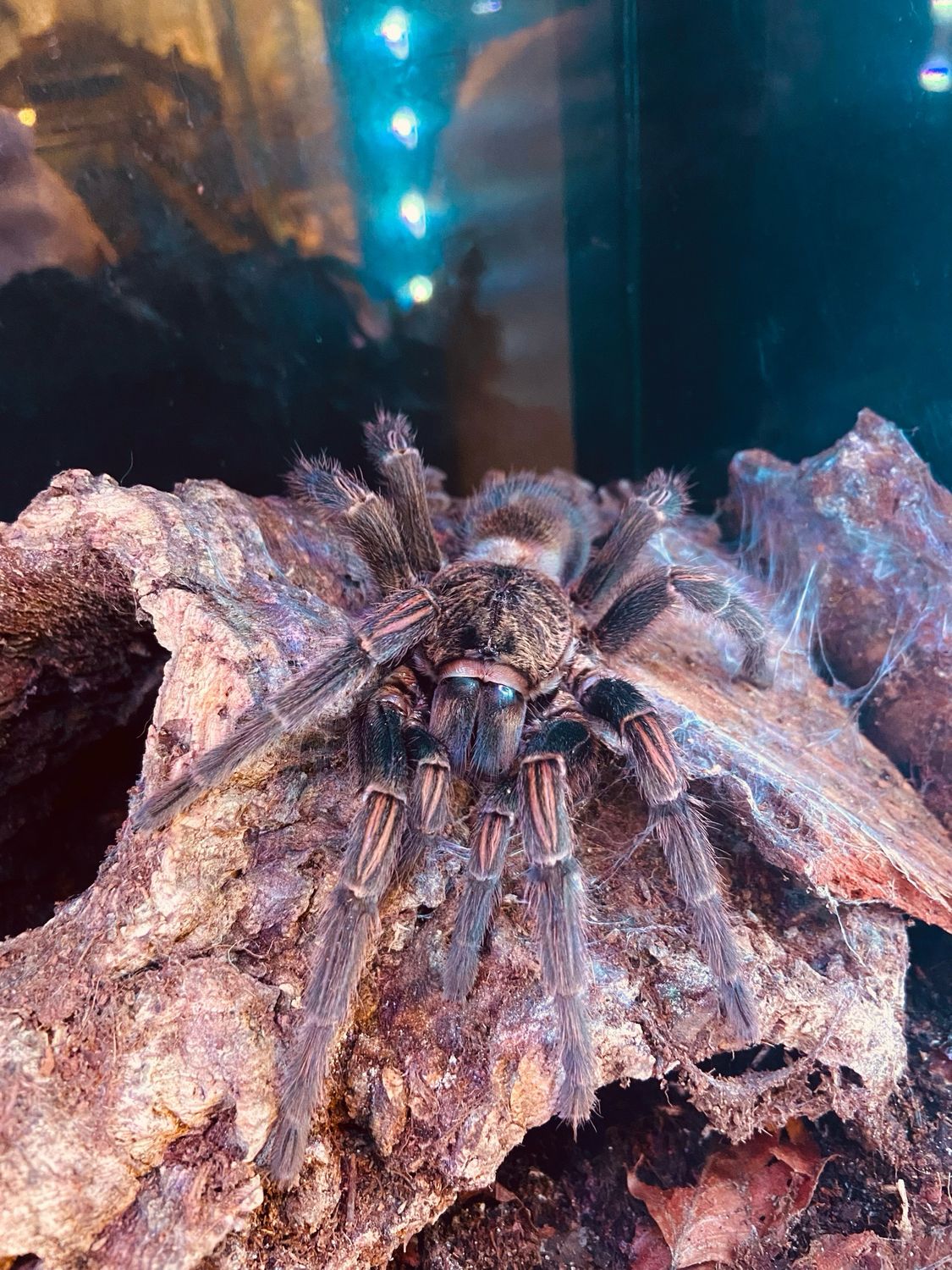 Thrixopelma sp. sullana (7cm KL)