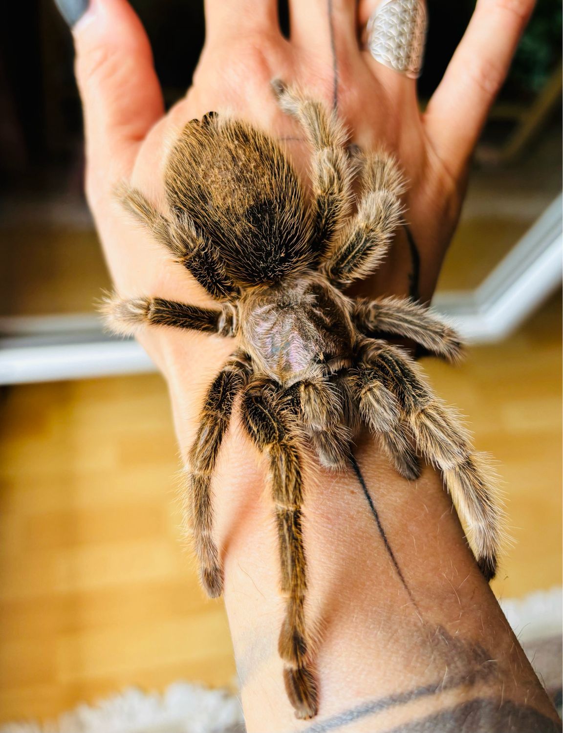 Grammostola porteri (7cm KL)