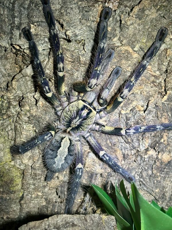 Poecilotheria ornata (6cm KL DNZ 02/22)