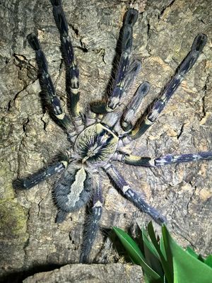 Poecilotheria ornata (6cm KL DNZ 02/22)