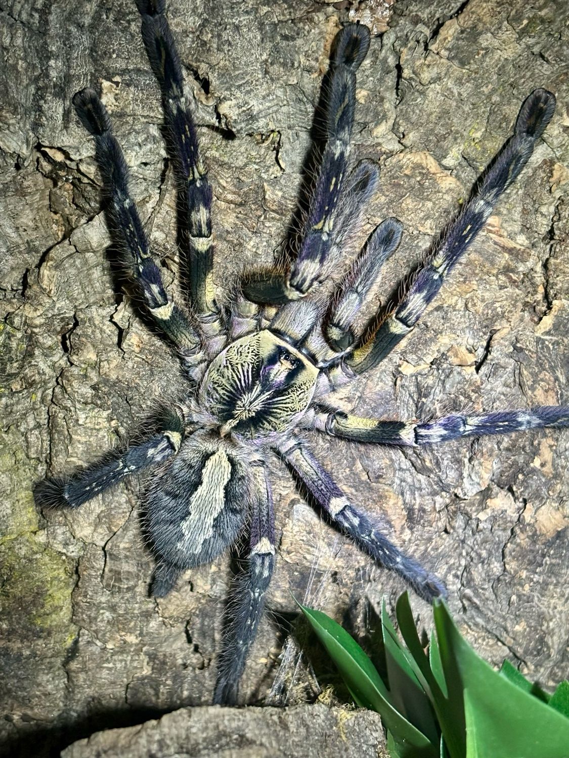 Poecilotheria ornata (6cm KL DNZ 02/22)