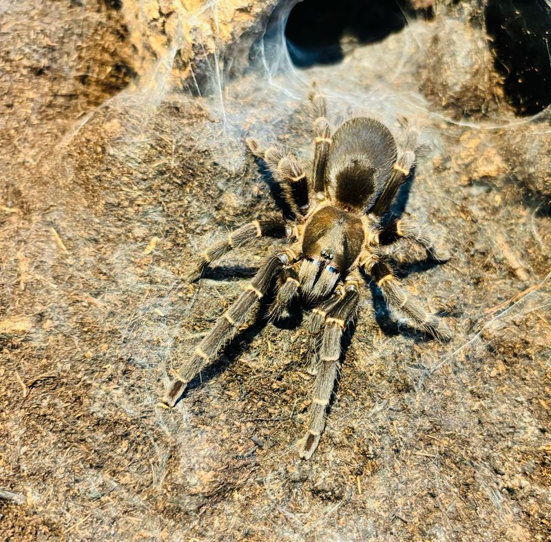 Selenocosmia kovariki (4cm KL)