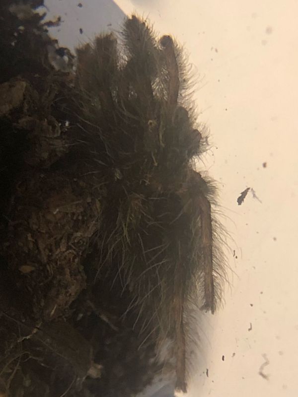 Stromatopelma calceatum (1,5cm KL)