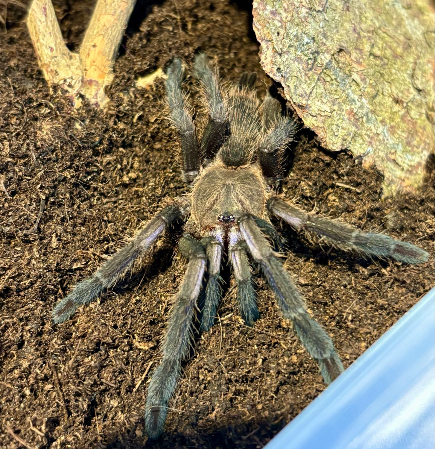 Chilobrachys natanicharum (4cm KL)